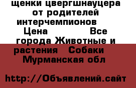 щенки цвергшнауцера от родителей интерчемпионов,   › Цена ­ 35 000 - Все города Животные и растения » Собаки   . Мурманская обл.
